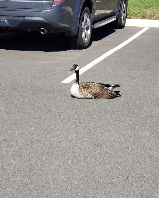 Canada in a UConn Health parking lot